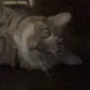 Profile photo of Will Gillam