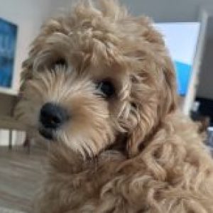 Profile photo of Pete Barberino