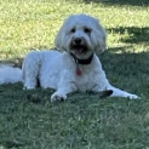 Profile photo of Pete Barberino